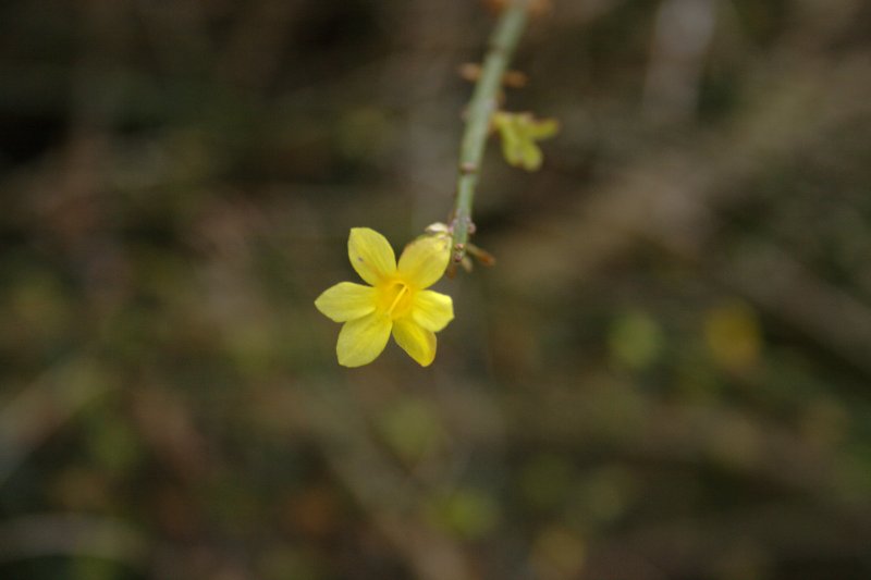 IMAGE: http://www.thesoundlab.co.uk/photos/jasmine2.jpg